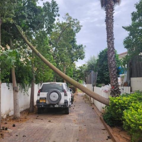 נוטעים על בטוח: עיריית רחובות יוצאת למבצע נטיעה של מאות עצים חדשים ברחבי העיר לצד הסרה של עצים שנקבעו כמסוכנים לציבור על ידי אגרונום מומחה